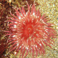 24-anemone-rouge-du-Nord rose